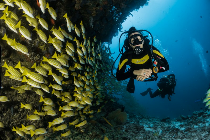 Taucher im Fischschwarm
